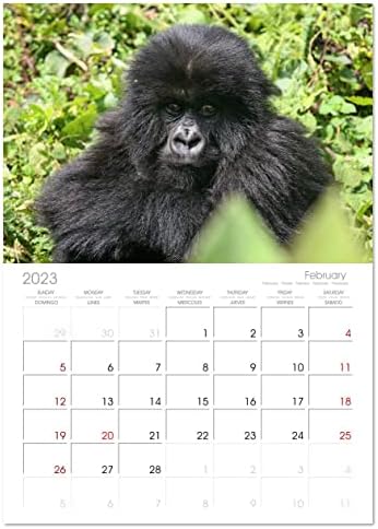 Hegyi gorillák - a szelíd óriás (Havi Fali Naptár 2023 11.7 x 16.5 cm (nyitva) ), Calvendo 2023 havi naptár
